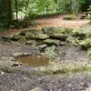 Durch den Lindenhardter Forst und Rotmainquelle