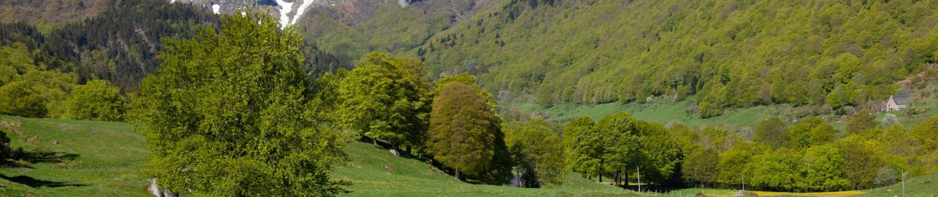 Explore the lush landscape of Mont-Dore, France with vivid greenery and snow-capped peaks.