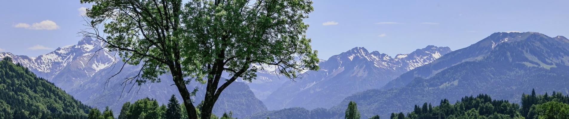 Serene landscape with a solitary tree and mountain backdrop in Bayern, Germany during summer.