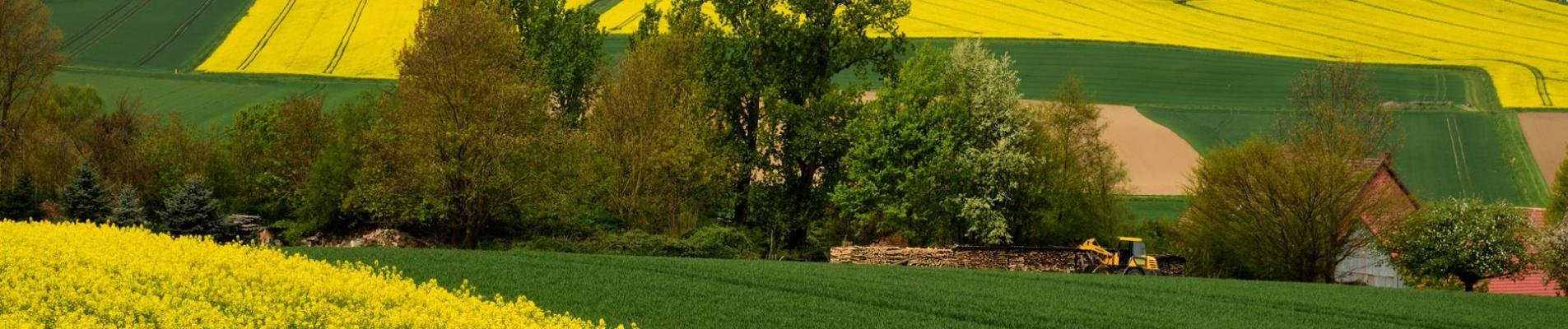 Colorful canola fields in Kalefeld, Niedersachsen, capture the vibrant essence of spring.