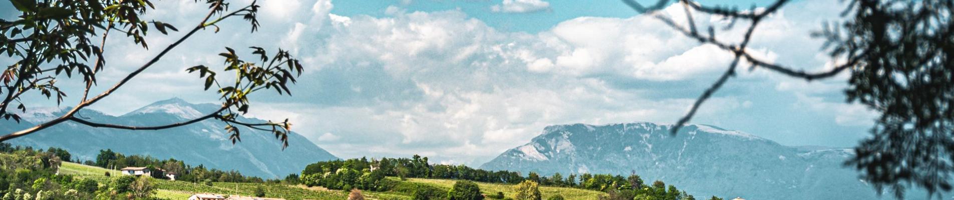 Picturesque vineyard landscape in Susegana, Veneto with distant mountains and vibrant greenery.