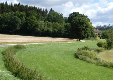Naturpark Hirschwald III 
