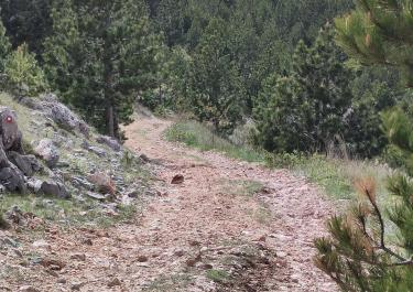 Dinara zu den Panzern 