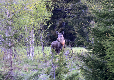 Offroad Schweden Die abendliche Elchrunde 
