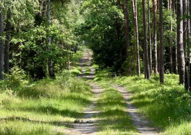 Offroad Deutschland Durch das Waller Holz